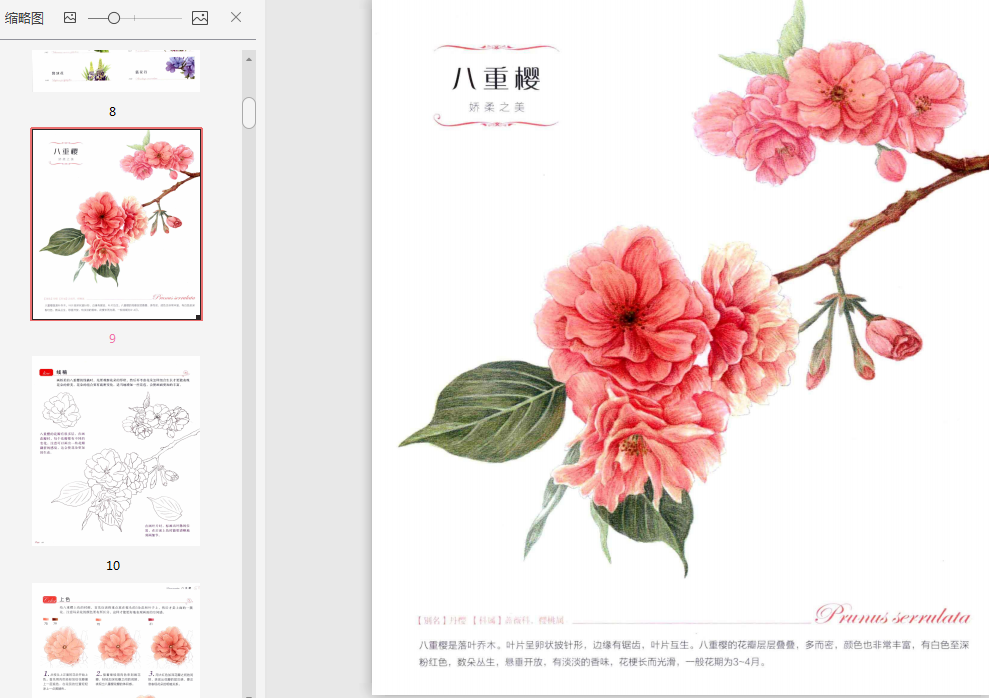 花之绘38种花的色铅笔图绘PDF免费下载-花之绘38种花的色铅笔图绘PDF 