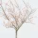 �λ�ӣ��Sakura����ppt
