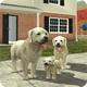 ����ģ����Dog Sim208 �ֻ���