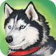 Zoom�����ֻ���Ϸ(Dog Simulator - Animal Life)1.1.00 �ٷ���