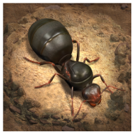 СС�Ϲ�The Ants��Ϸ���ʰ�3.44.0 ��׿�ֻ���