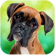狗模拟器无限金币V1.1.3安卓版