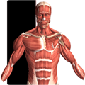 人体解剖2(Visual Anatomy 2)v0 b42免费版