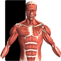 �������2(Visual Anatomy 2)v0 b42��Ѱ�