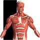 �������2(Visual Anatomy 2)v0 b42��Ѱ�