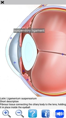 �������2(Visual Anatomy 2)��ͼ1