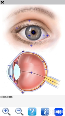�������2(Visual Anatomy 2)��ͼ2