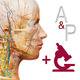 ���ʺ�����ѧ(Anatomy Physiology)6.2.0 ��׿������Ѱ�