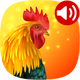�����ֻ�����app��Ѱ�v16.6�޹�洿����