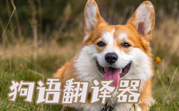 �빷�Ի�������-����Ի������-���﷭����(����)