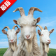 山羊模拟器3中文联机版(goat sim 3)v1.1.6.3 安卓免费版