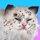 è��������Ϸ(Cat Makeover)v0.2 ��׿���°�