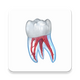 ����3Dͼ��ѧϰ������Ѱ�(Dental Illustrations)v2.0.94 ��׿���İ�