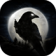 NIGHT CROWS�������°�1.12.11 ��׿���ʷ�