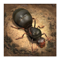 ϵ(The Ants)