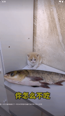 ��������汾app��Ѱ��ͼ1