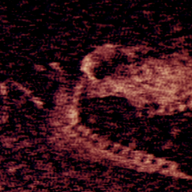 ����Steam��ֲ��