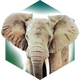 ���۶���԰(Ark Nova)v1.0.0 Steam��ֲ��