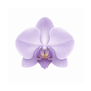 ���� Morchid ��׿�� �����ͼ