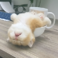 ��ƿ��Ƶapp���°�v1.0.0 ������