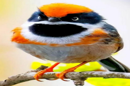 С��Ϻֱ��TV���Ӱ�