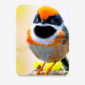 С��Ϻֱ��TV���Ӱ�v1.3.3 ���°�