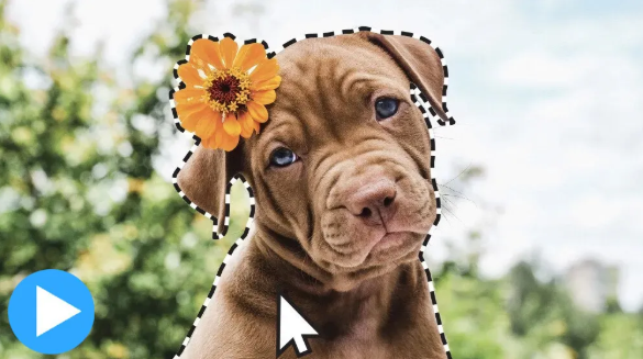 Photoshop Elements2025��ɫ��