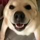 �󹷴󹷽нн����°�v1.1 ��׿��