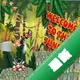 Ӣ����ķ:�Ա��ӵ�Ϯ�����԰�v1.0 ���İ�