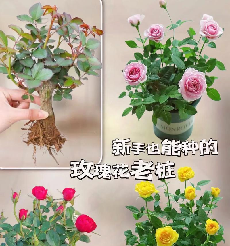���ŵĴ���:��õ�� �������� ������