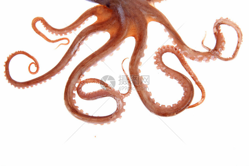 Vatn Squid ���崥����д ��̬Ӱ��