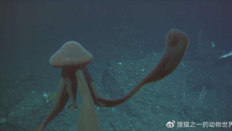 Vatn Squid �������̬Ӱ�� ����ʵ��