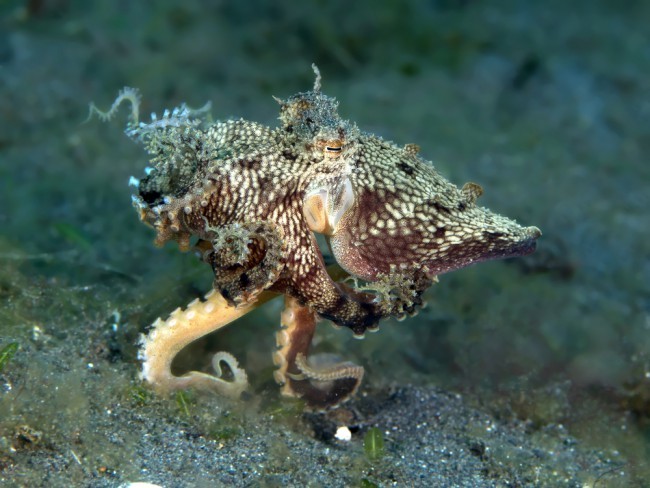 Vatn Squid ��ʳαװ ���̬Ӱ��
