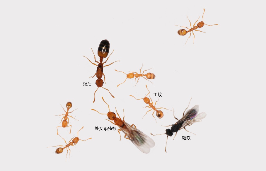 蚂蚁帝国 蚁后 工蚁 兵蚁 分工