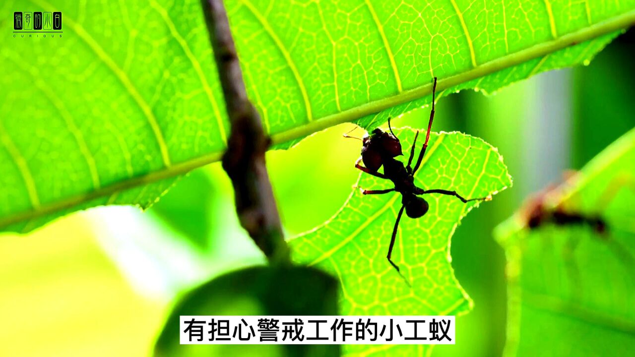 蚂蚁帝国 切叶蚁 种真菌 养蚜虫 冷知识