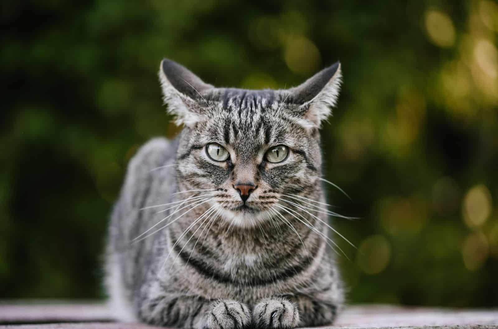 �¸���Ӣ�ﵥ��ͬ��ѧ ��׿�� ѧϰģʽ����