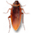 Cockroach on Desktop(�������)��ͼ0