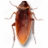 Cockroach on Desktop(�������)
