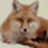 XML Fox(中文版)截图