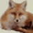 XML Fox(���İ�)