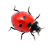 ư���������(Ladybug on desktop)��ͼ0