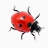 ư���������(Ladybug on desktop)1.0 �������